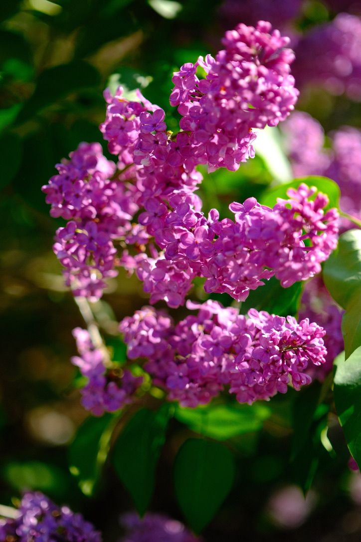 Photograph taken 2025-05-11